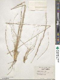 Aristida stricta image