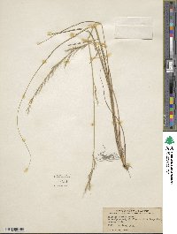 Aristida stricta image