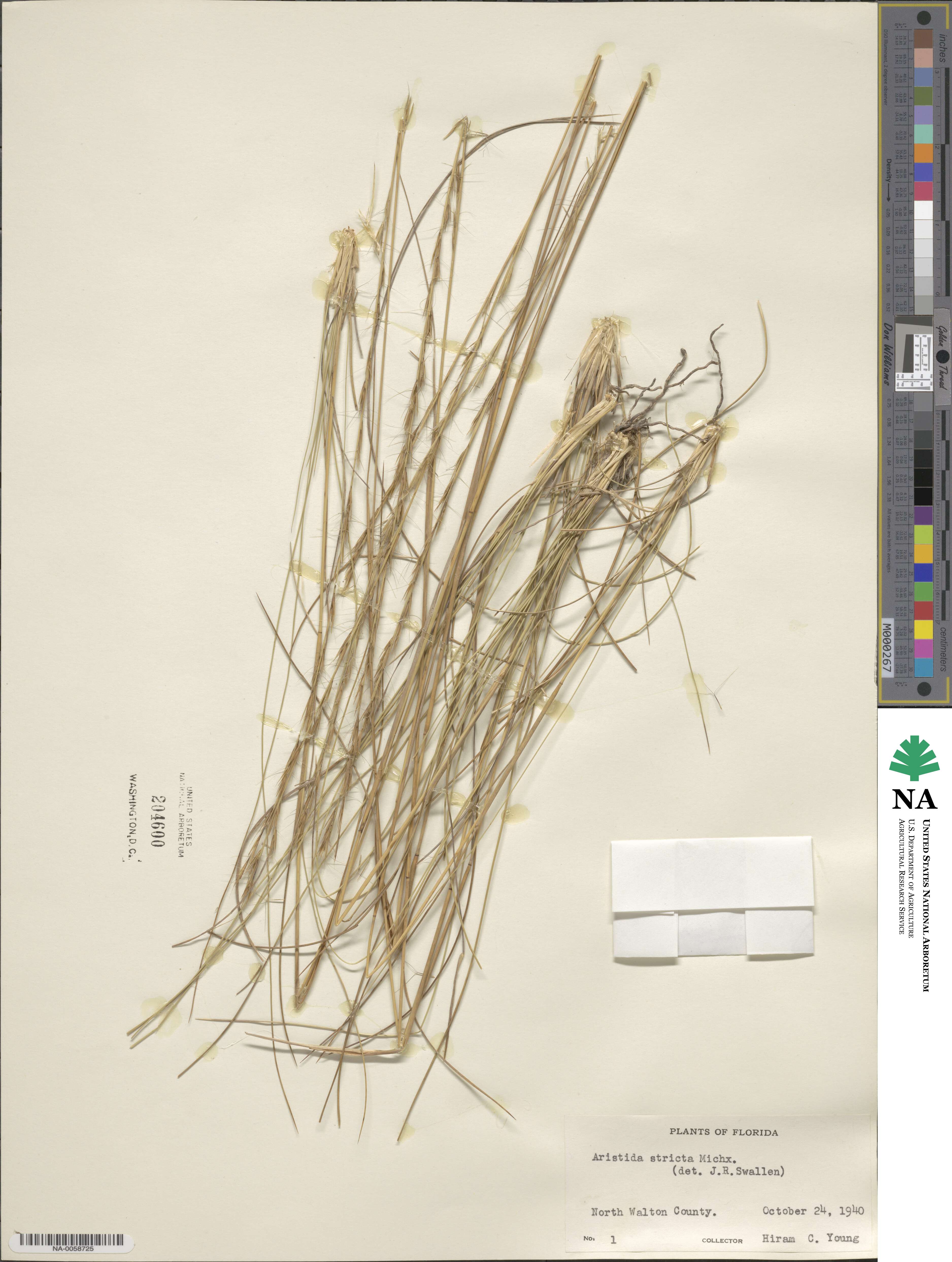 Aristida stricta image