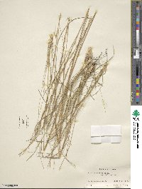 Aristida stricta image