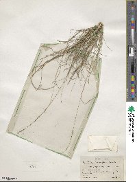 Aristida purpurascens image