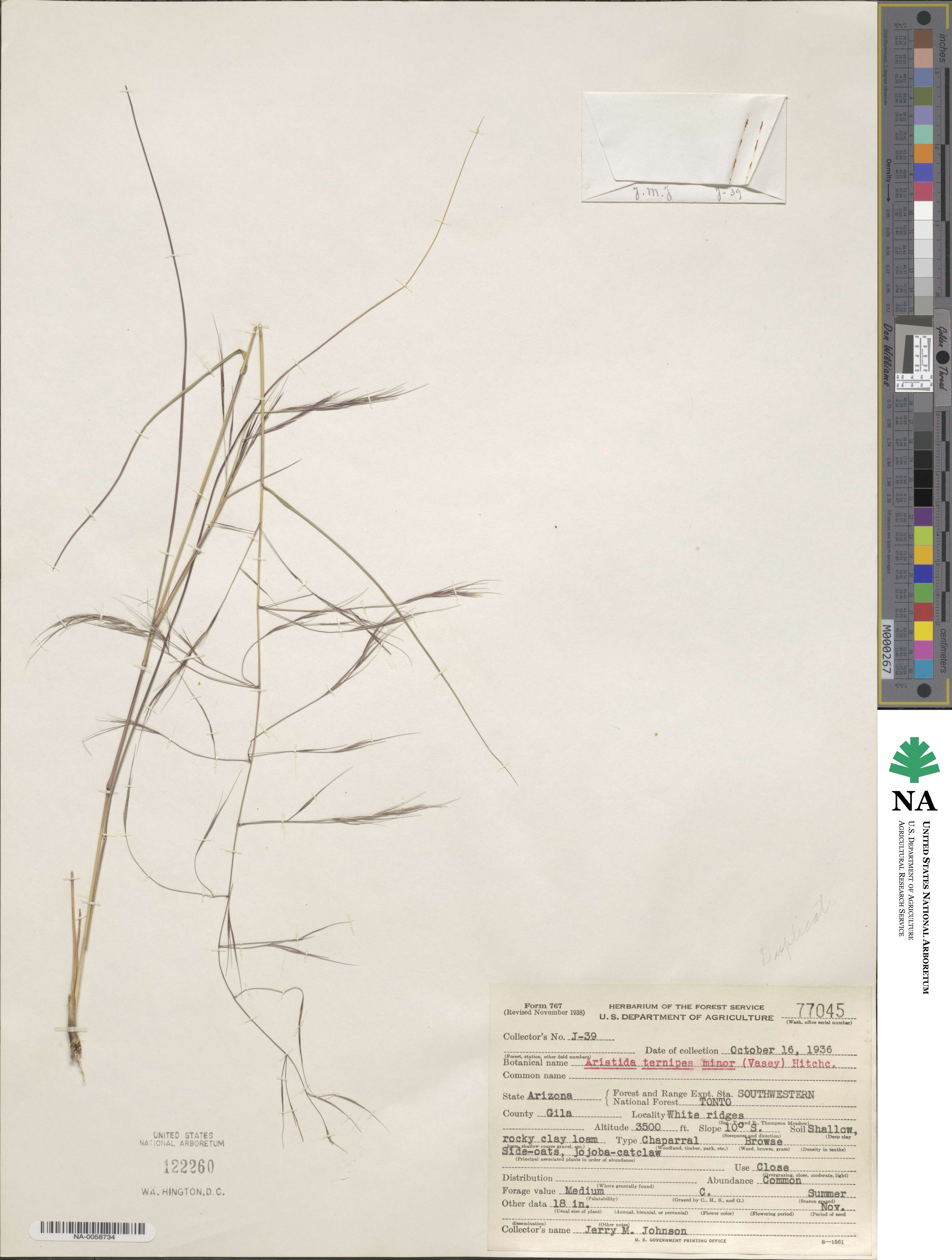 Aristida ternipes image