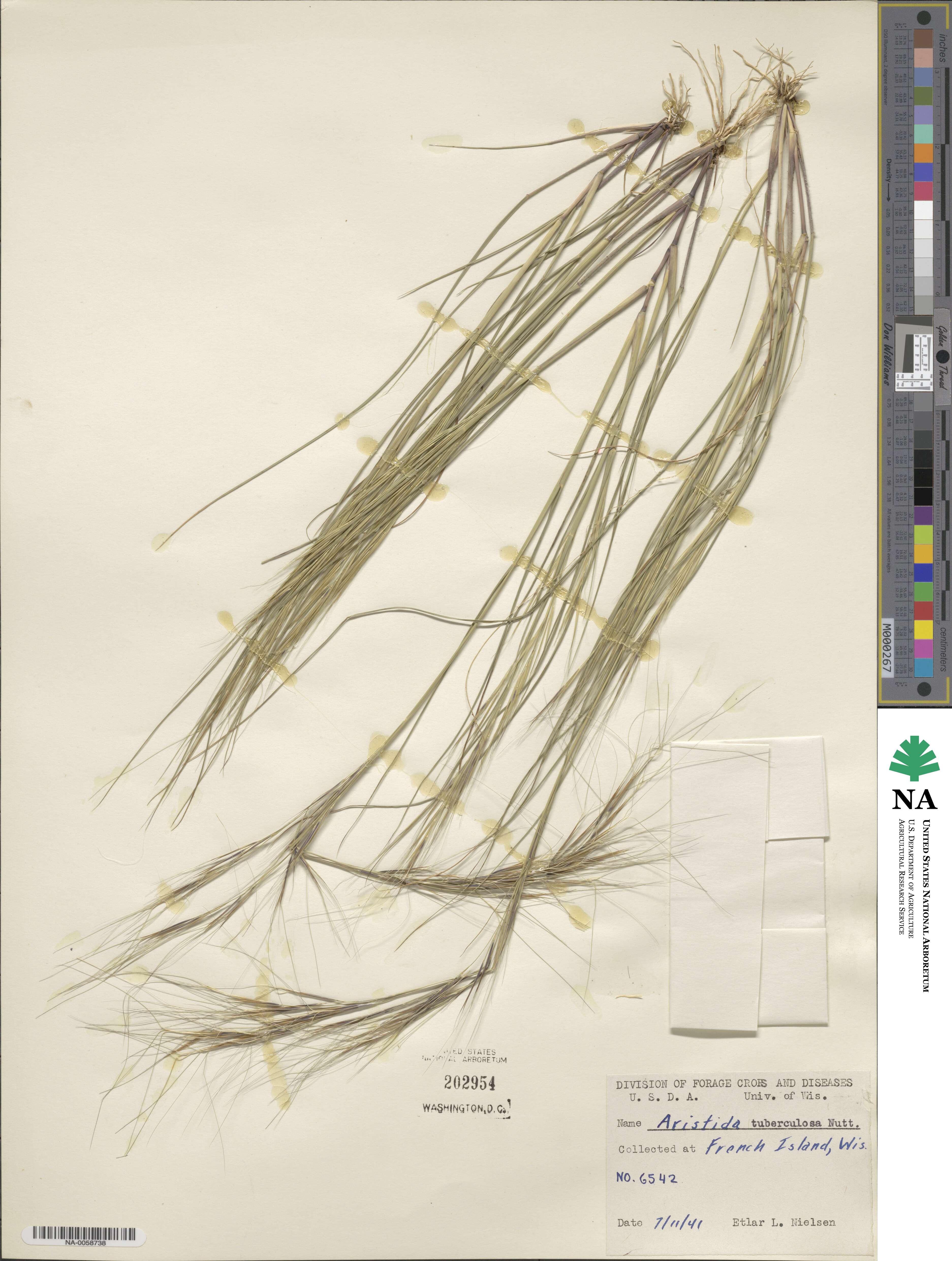 Aristida tuberculosa image