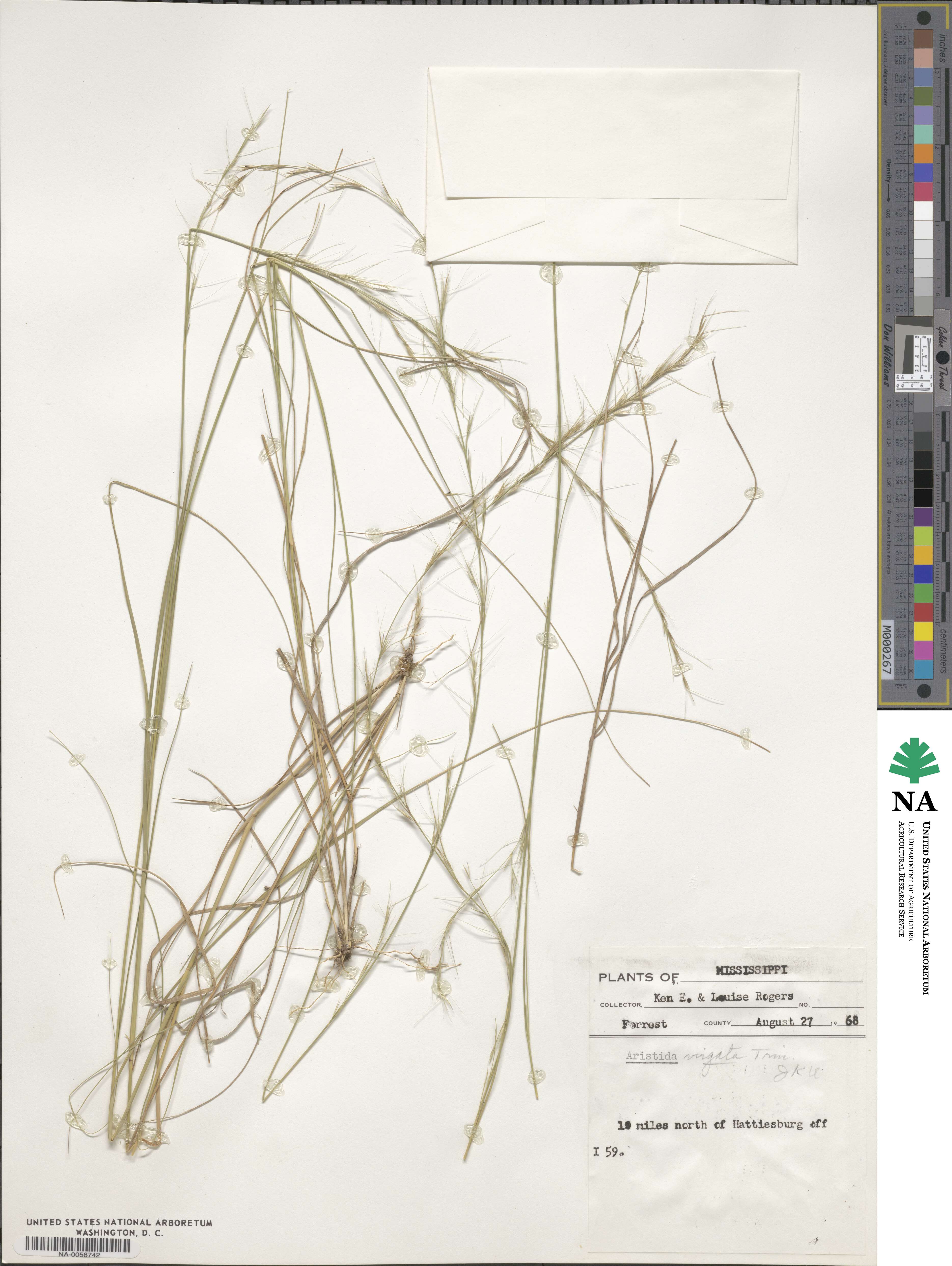 Aristida virgata image