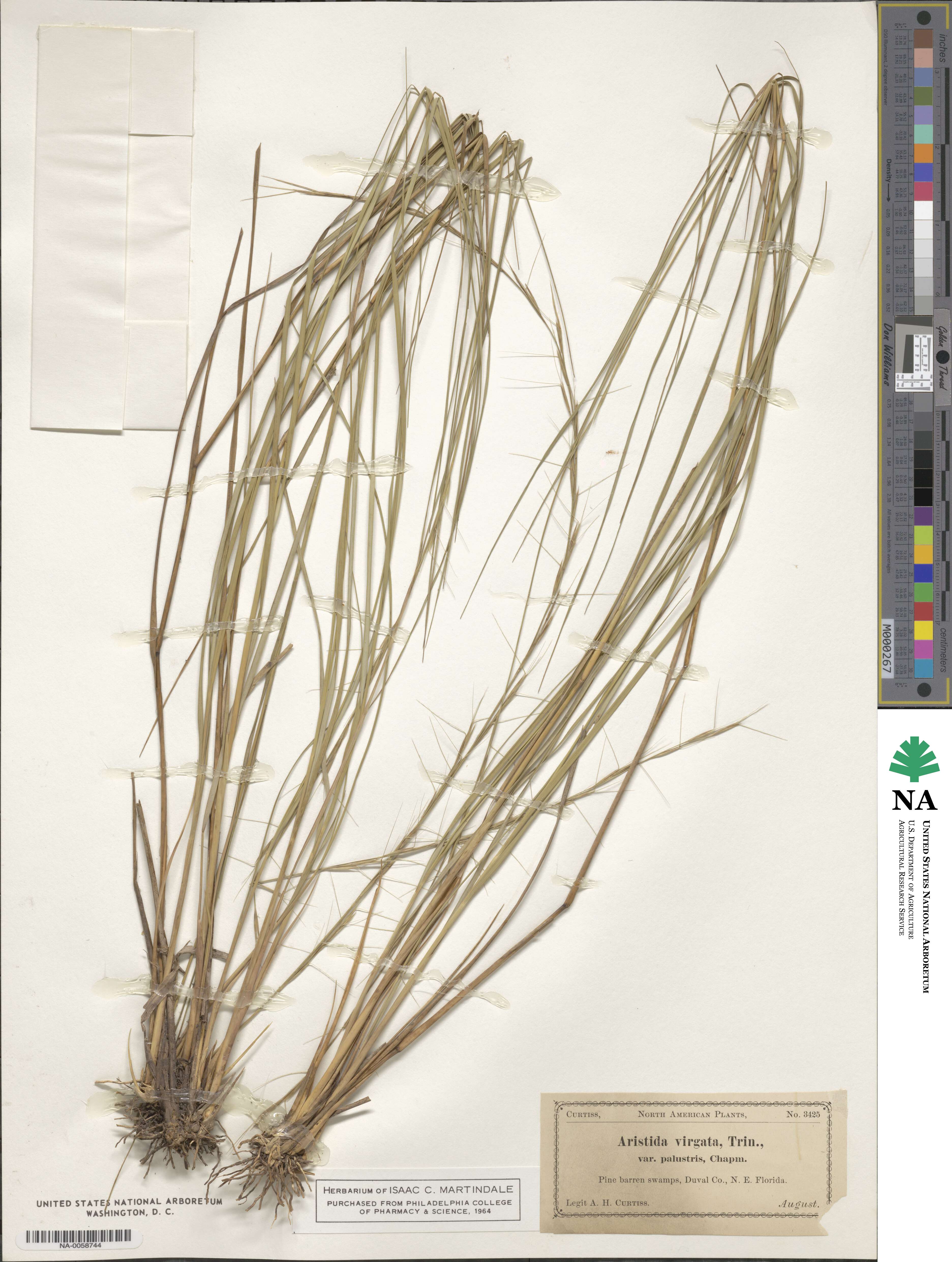 Aristida virgata image
