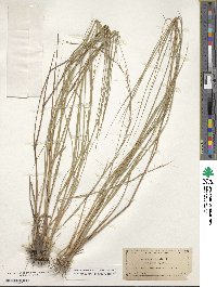 Aristida virgata image