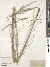 Aristida virgata image