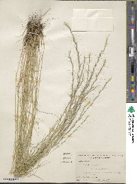 Aristida virgata image