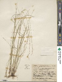 Aristida virgata image