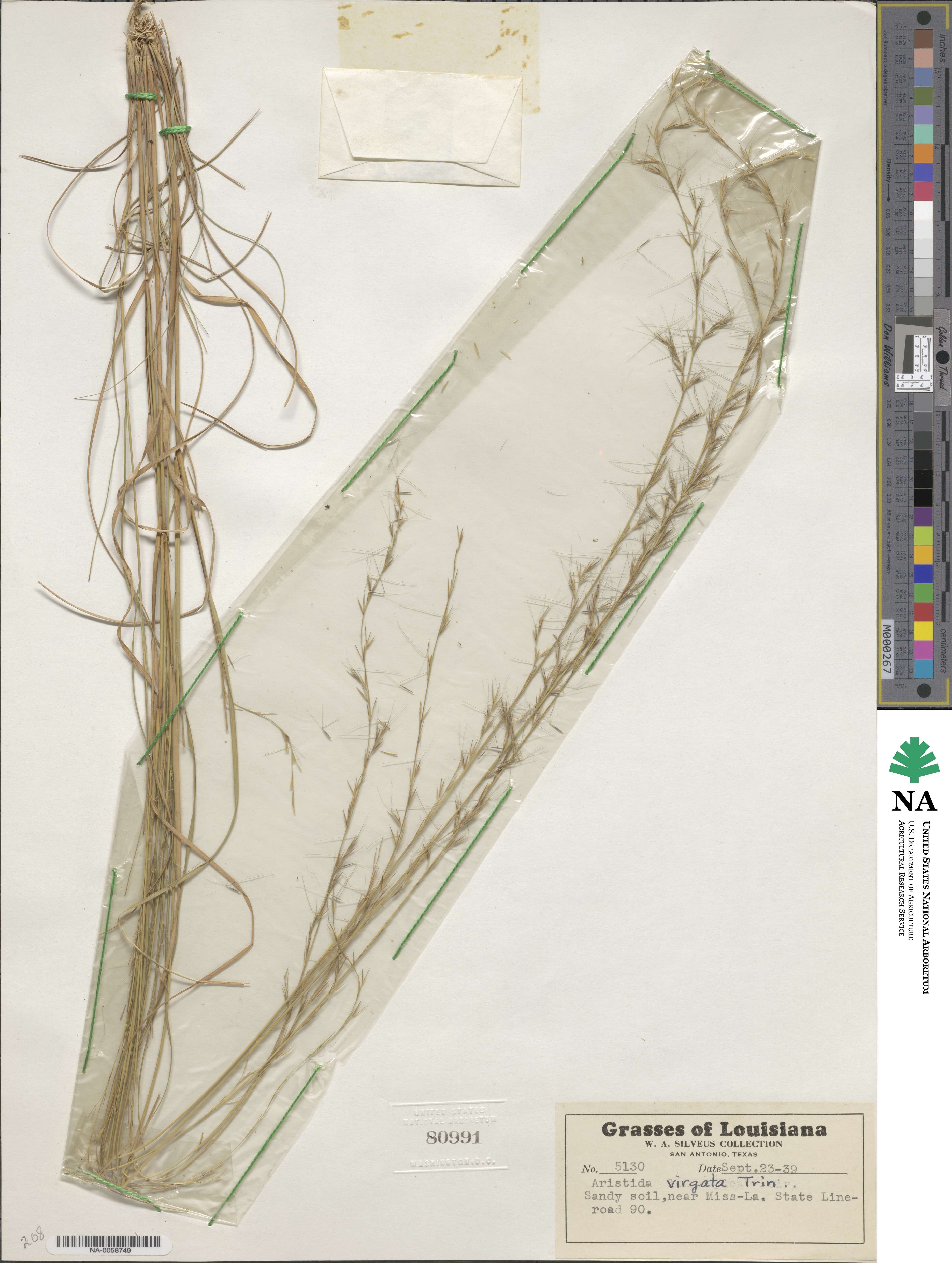 Aristida virgata image