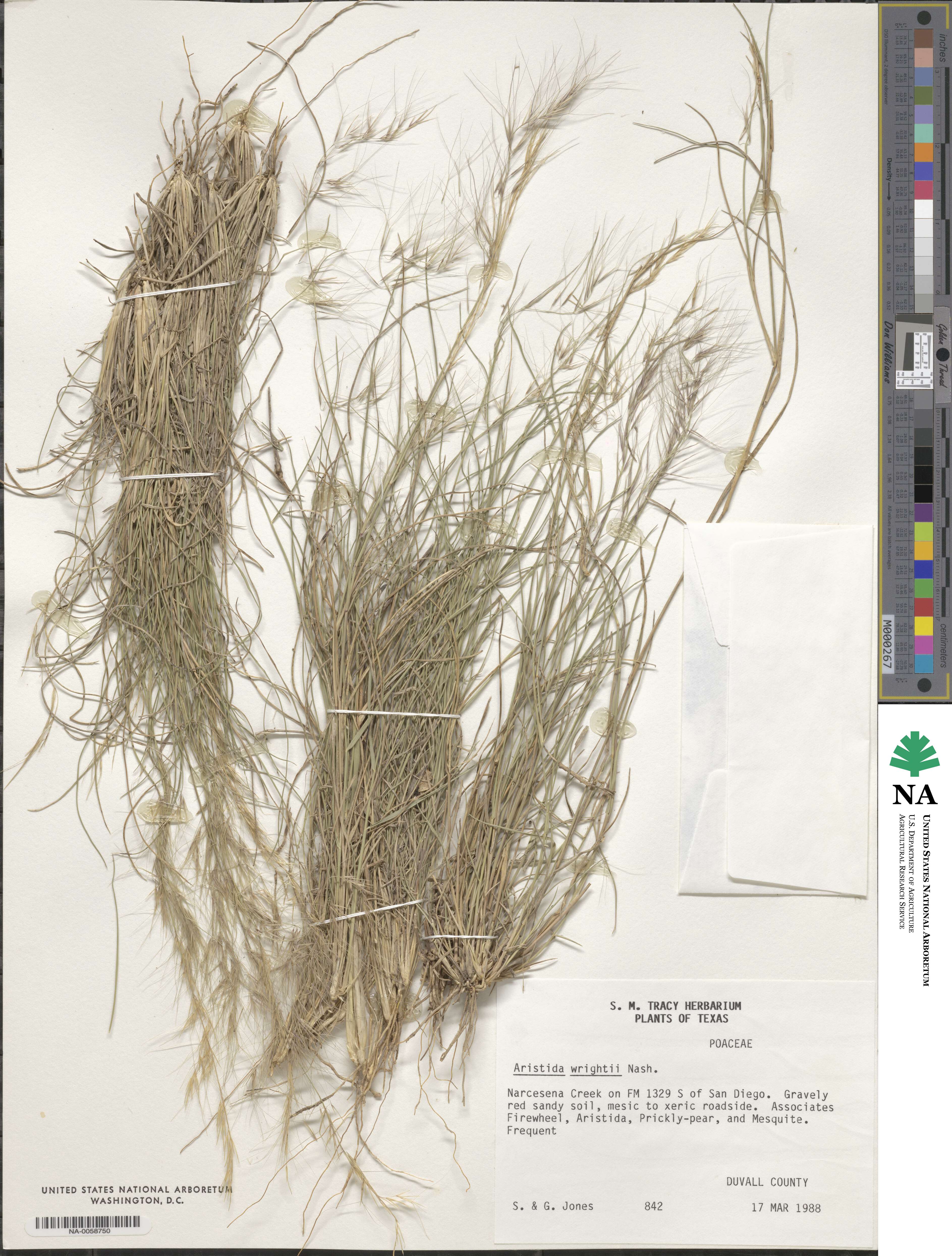 Aristida wrightii image