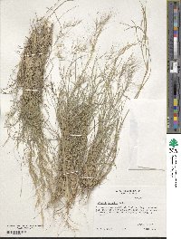 Aristida wrightii image