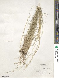 Aristida wrightii image