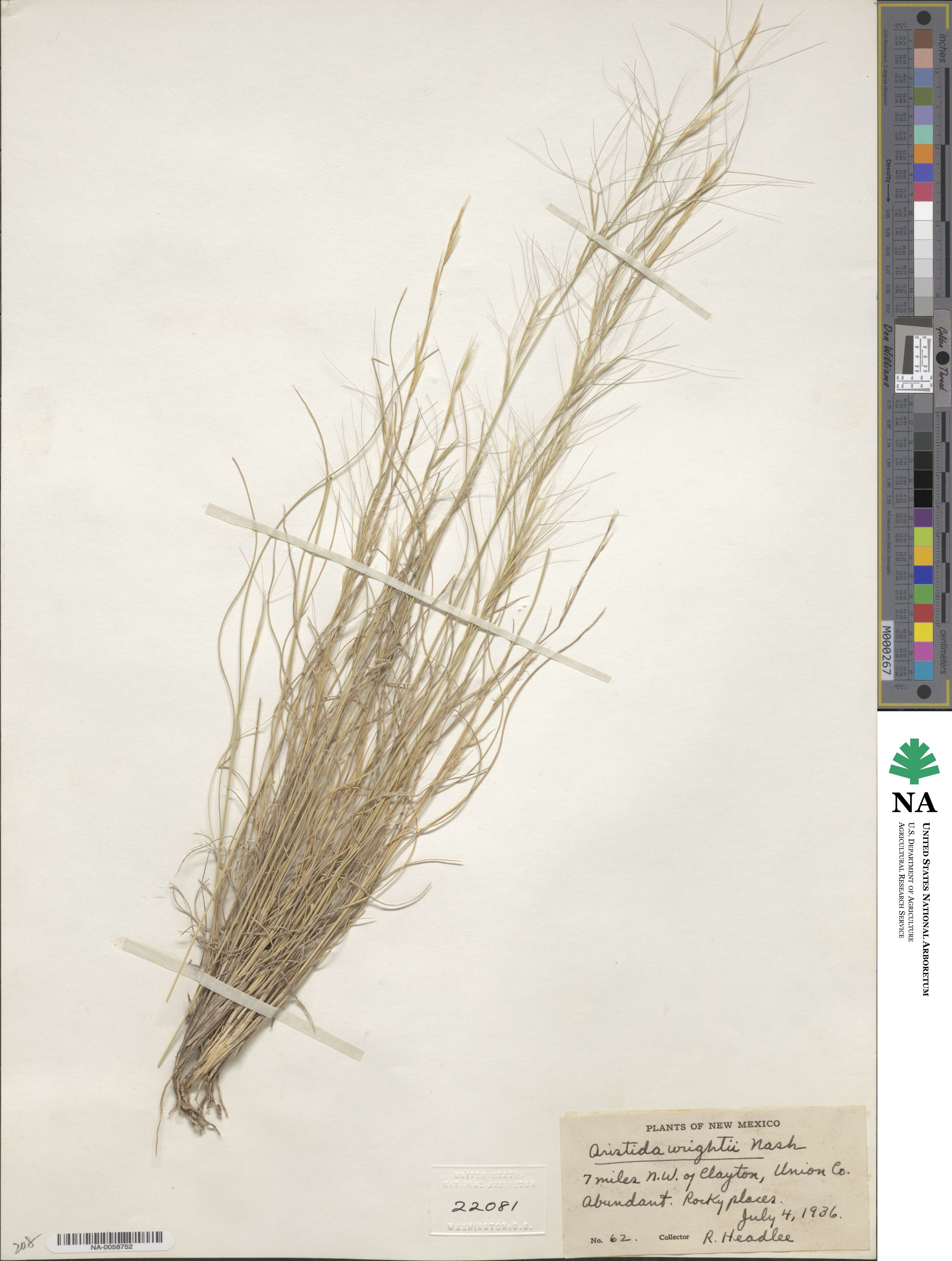 Aristida wrightii image