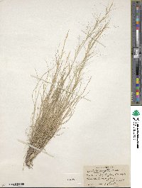 Aristida wrightii image