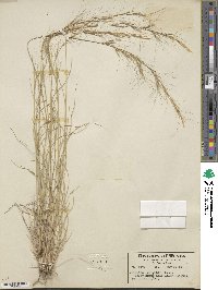 Aristida wrightii image