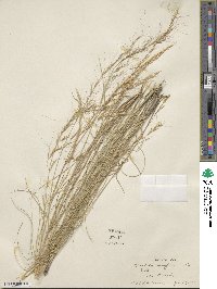 Aristida wrightii image