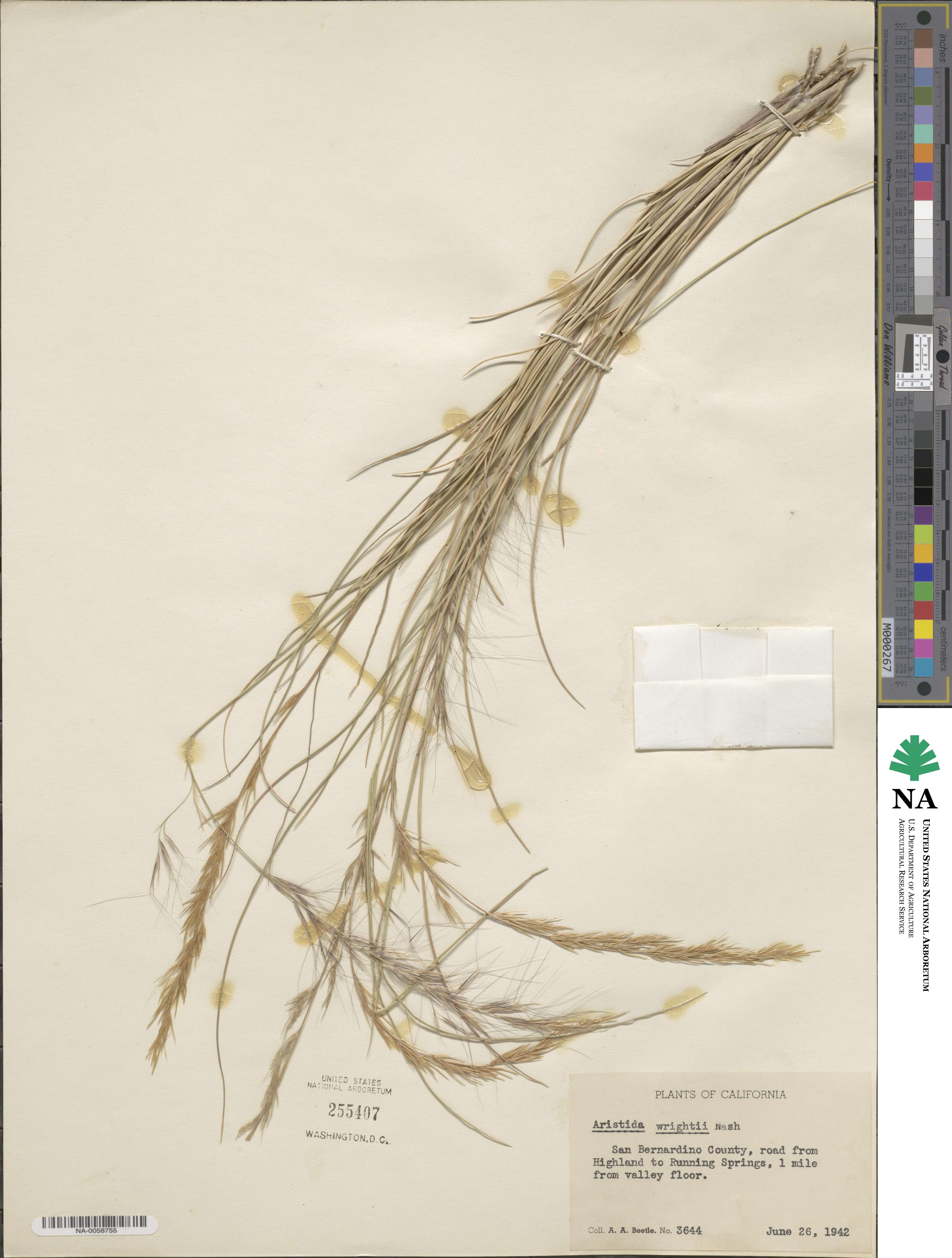 Aristida wrightii image