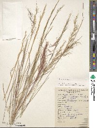 Aristida adscensionis image