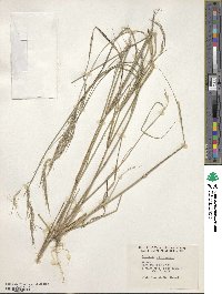 Aristida adscensionis image