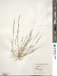 Aristida adscensionis image