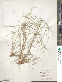 Aristida adscensionis image