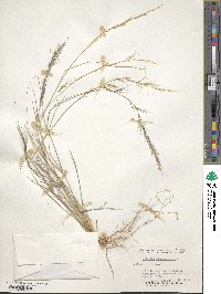 Aristida adscensionis image