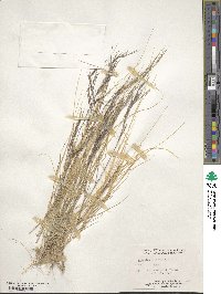 Aristida adscensionis image