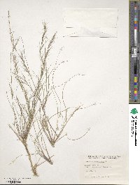 Aristida adscensionis image