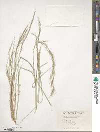 Aristida adscensionis image