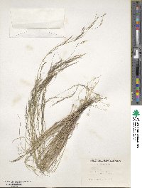 Aristida adscensionis image