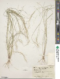 Aristida adscensionis image