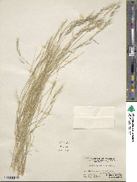 Aristida adscensionis image