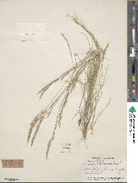 Aristida adscensionis image