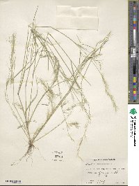 Aristida adscensionis image