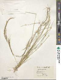 Aristida adscensionis image