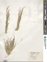 Aristida adscensionis image