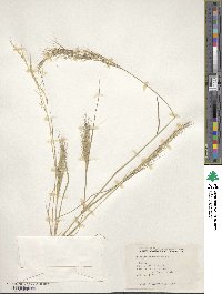 Aristida adscensionis image