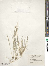 Aristida adscensionis image