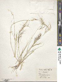 Aristida adscensionis image