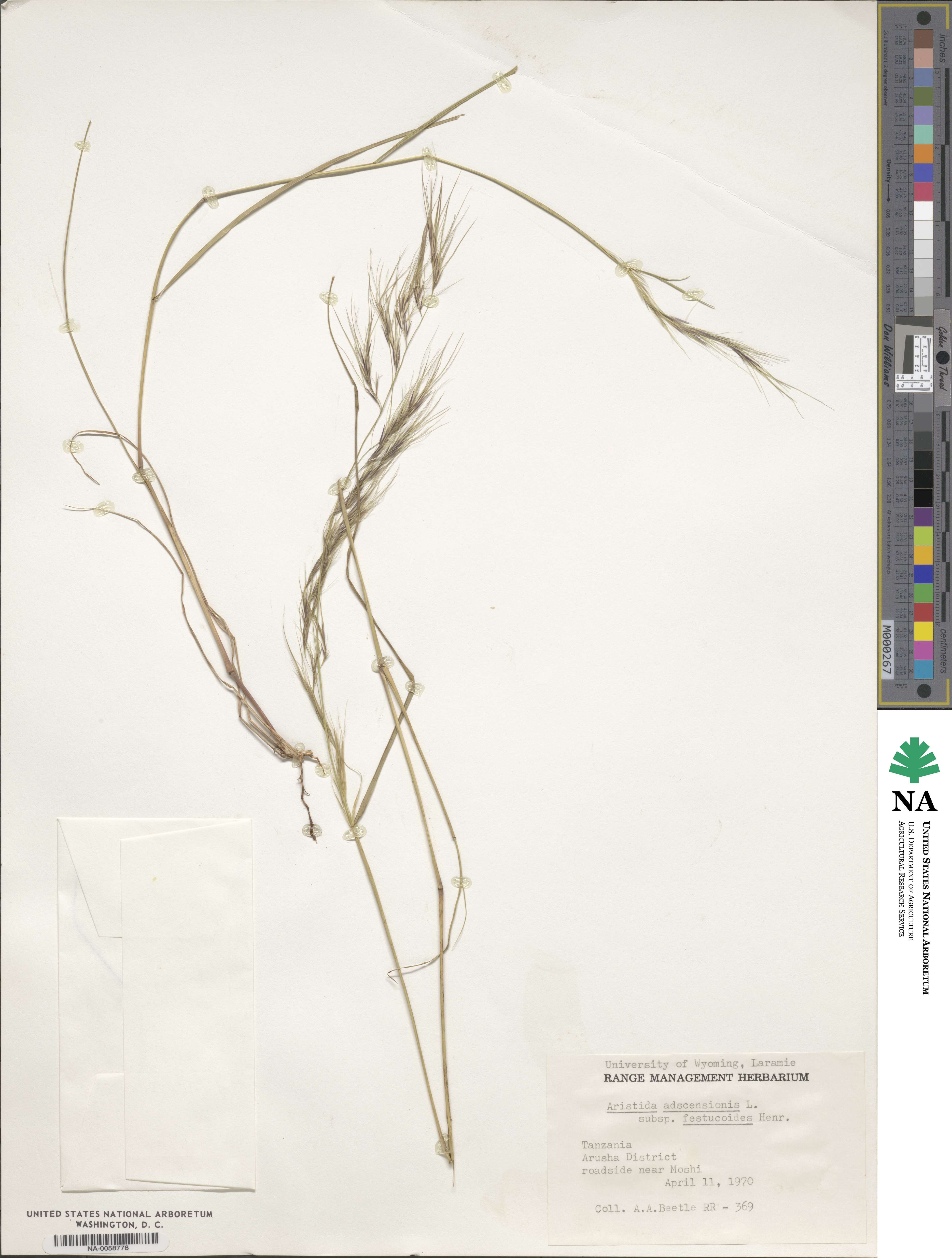 Aristida adscensionis image