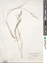 Aristida adscensionis image