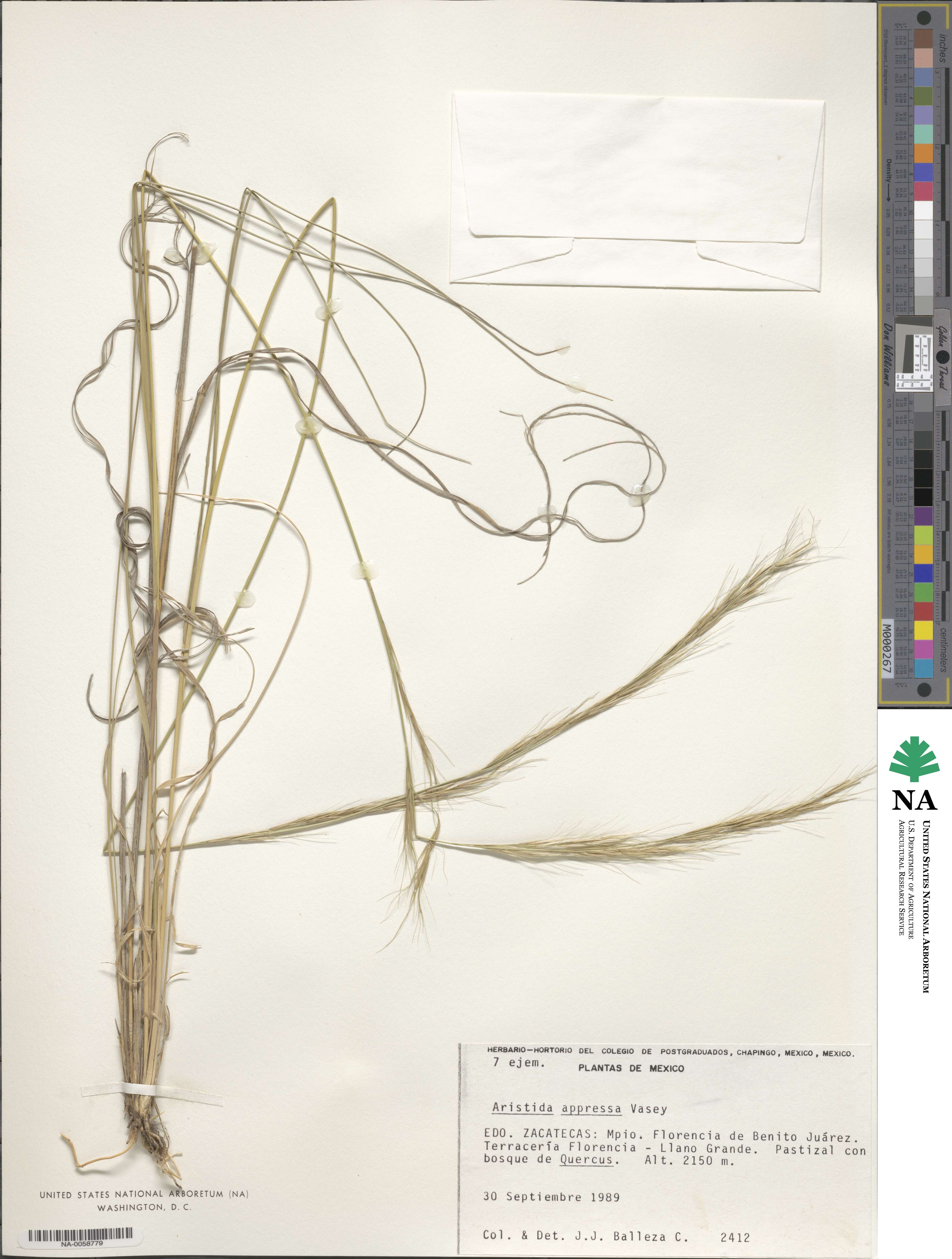 Aristida appressa image