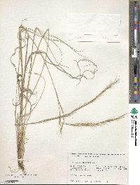 Aristida appressa image