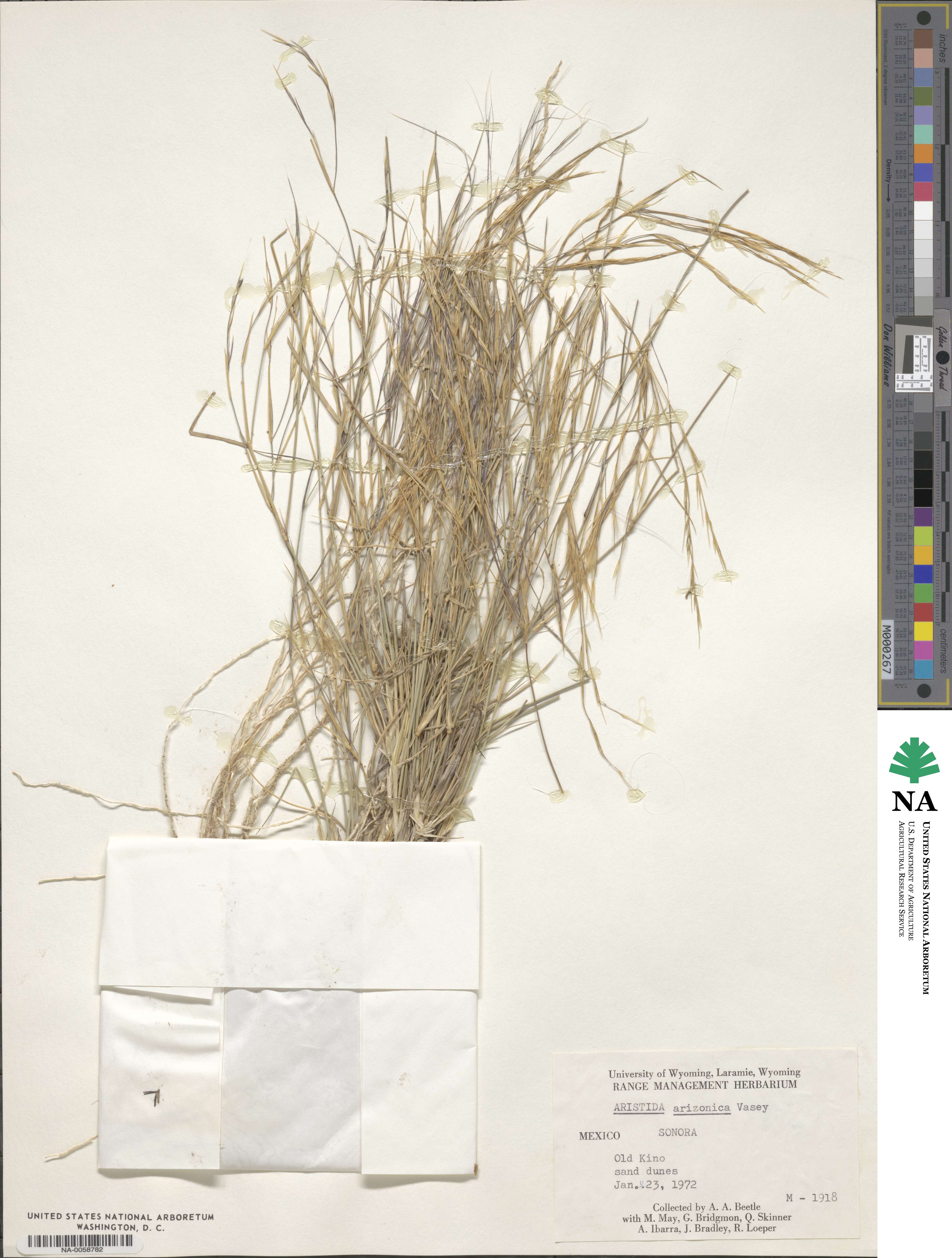 Aristida arizonica image