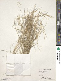 Aristida arizonica image