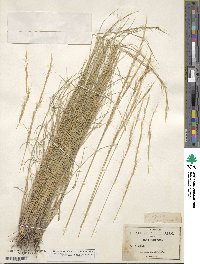 Aristida arizonica image