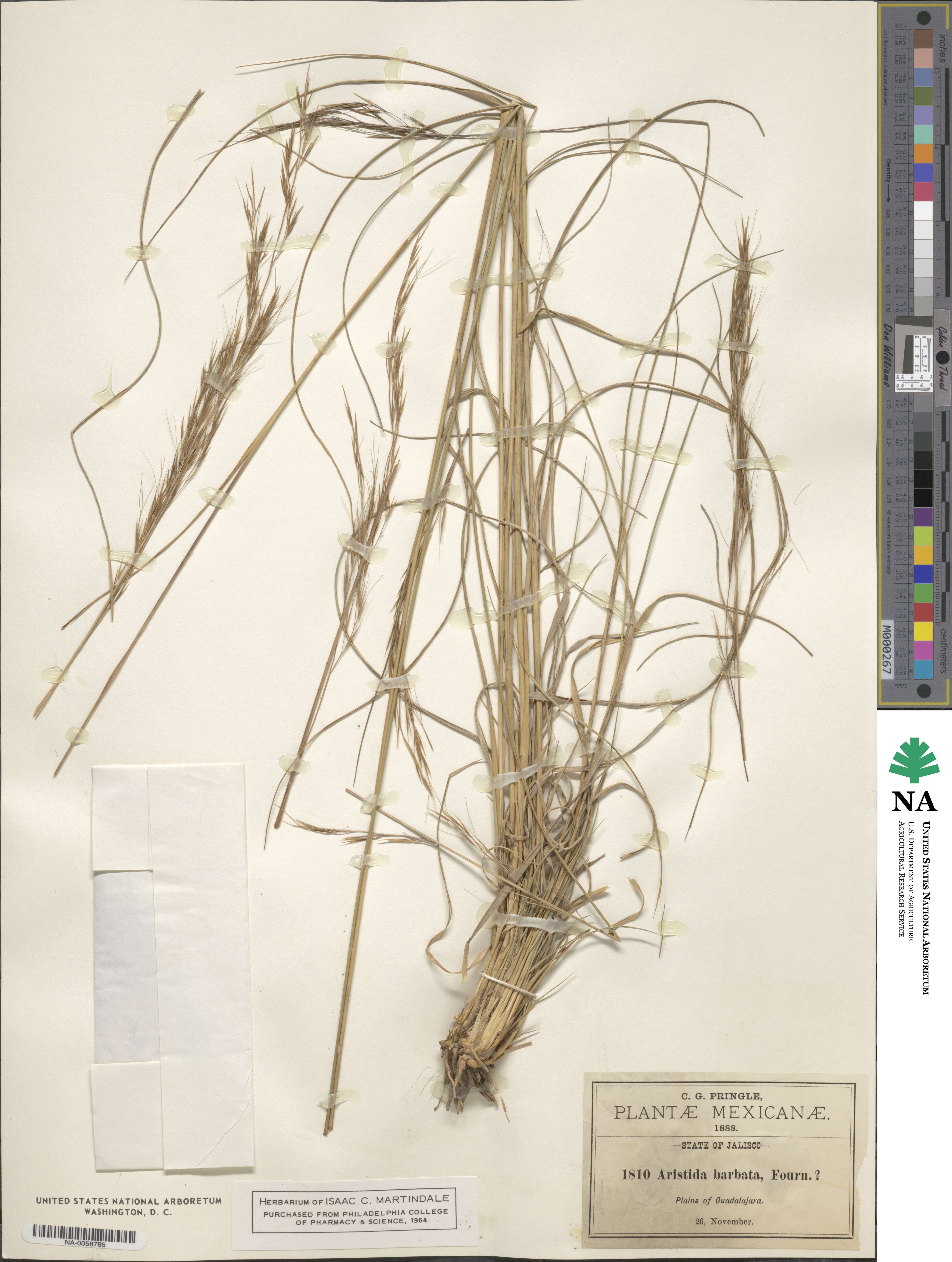 Aristida havardii image