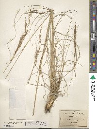 Aristida havardii image