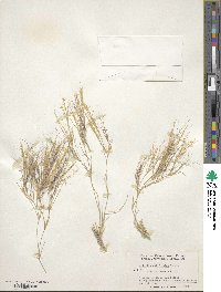 Aristida californica image